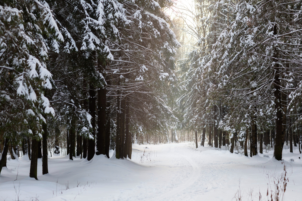 Vánoční aromaterapie zasněžený les